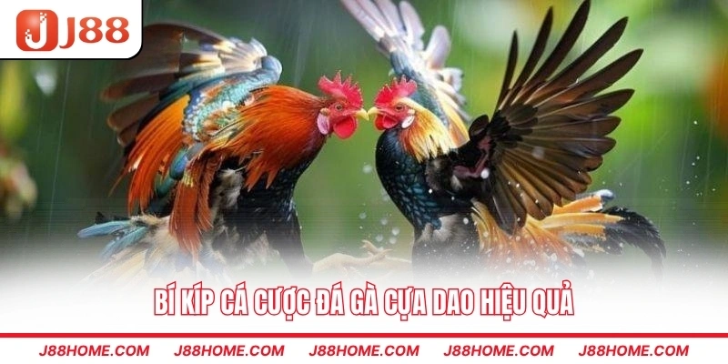 Bí kíp cá cược đá gà cựa dao hiệu quả