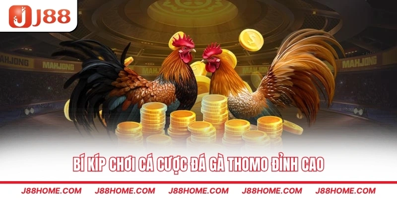 Bí kíp chơi cá cược đá gà Thomo đỉnh ca