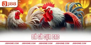Đá gà cựa dao