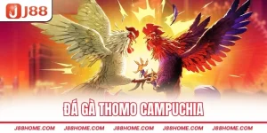 Đá gà Thomo Campuchia