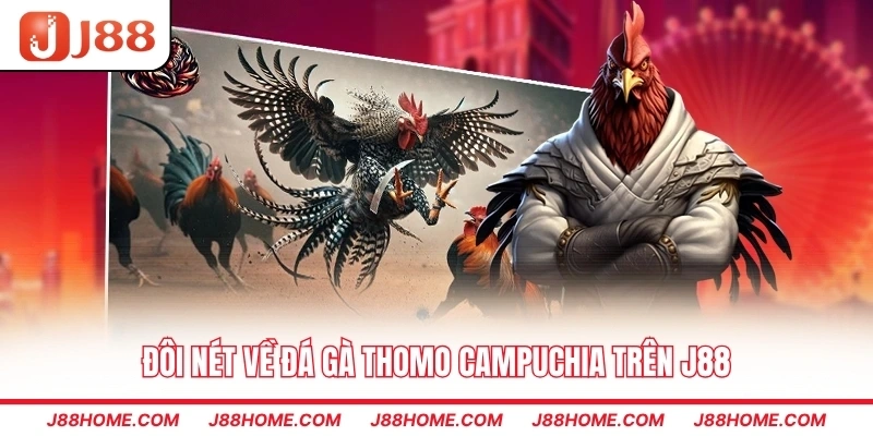 Đôi nét về đá gà Thomo Campuchia trên J88