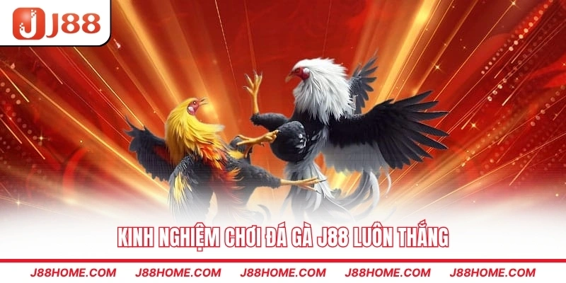 Kinh nghiệm chơi đá gà J88 luôn thắng