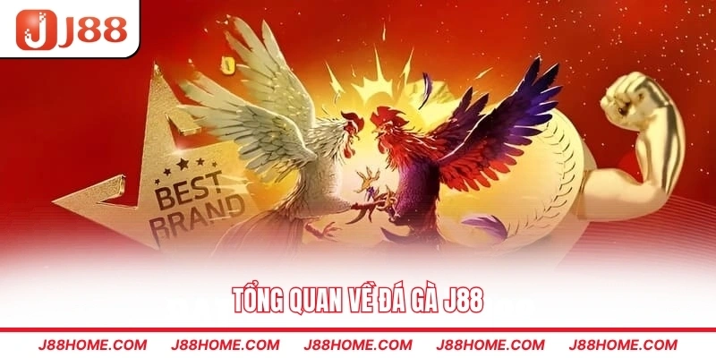 Tổng quan về đá gà J88