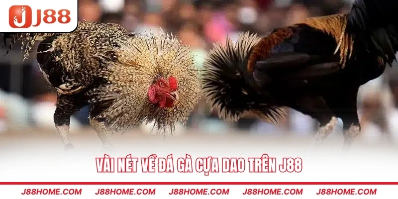Vài nét về đá gà cựa dao trên J88